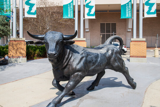 a bronze bull statue at The University of South Florida Park on the Riverwalk with lush green trees and plants in Tampa Florida USA