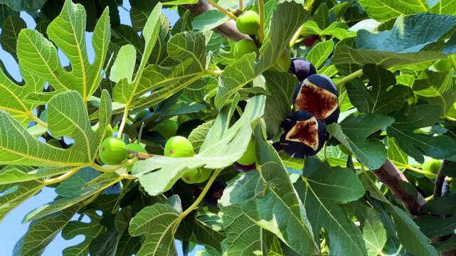Ripe figs on a tree in Turkey on a sunny summer day. Close-up of fig fruits. A ripe purple fig is hanging from a tree. Green and purple figs. Fig fruits grow on a tree in nature close-up. 4K