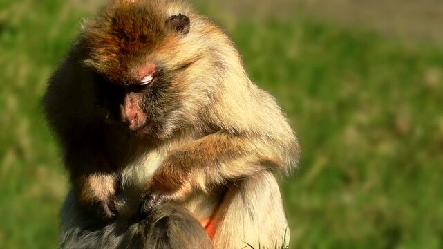 4K extreme close-up of a small female macaque monkey sitting on the grass chewing and scratching her fur. She blinks her eyes a lot flashing her white eyelids looking at the camera at Folly Farm Zoo
