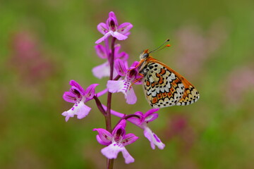Melitaea cinxia  1297