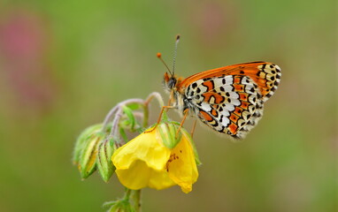 Melitaea cinxia 1298