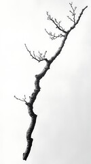 Fototapeta premium Winter Branch Silhouette Against White Background Minimalist Art