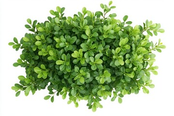 Fototapeta premium Lush Green Foliage Close-Up with Vibrant Leaves in a Natural and Bright Setting