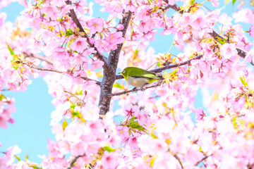 早春の候、河津桜とメジロ