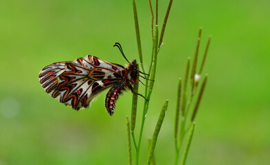 zerynthia polyxena 1299