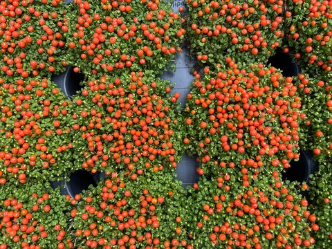 Flower background, top view, close up. Nertera granadensis. Garden, flowers and plants