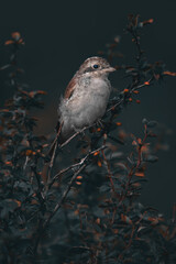 Female Shrike  (Lanius Collurio) In A Barberry Shrub (Berberis Vulgaris)