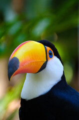 TUCANO © cristiano