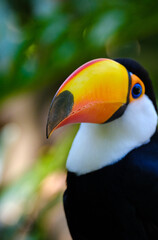 Naklejka premium TUCANO