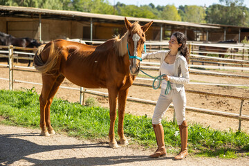 Young woman walking with tethered chestnut horse in paddock