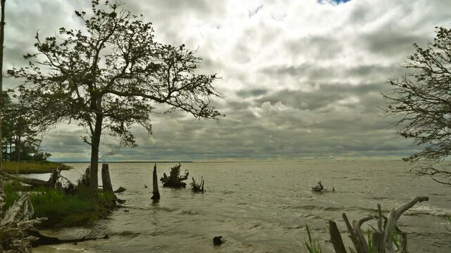 A peaceful, waterscape view, with the remains of ancient tree stumps, of the Roanoke Sound on a cloudy, dreary day.