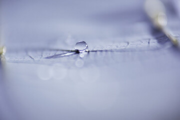 Macro shot of water droplet on rubber tree leaf