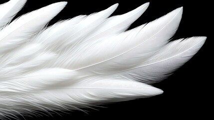 Obraz premium White feathers close up