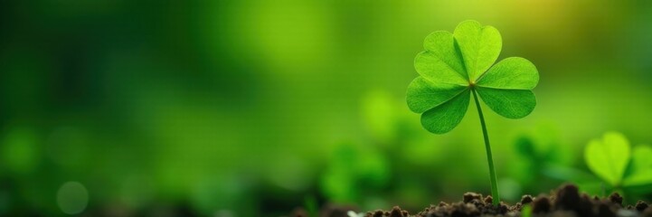 Vibrant green four-leaf clover with delicate stem on a natural background, flower, garden
