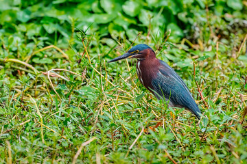 Green heron in grass