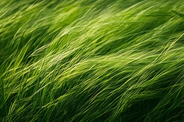 green grass fuse with sky and earth in a vivid color harmony  
