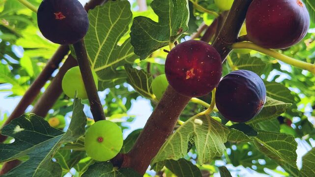 Ripe figs on a tree in Turkey on a sunny summer day. Close-up of fig fruits. A ripe purple fig is hanging from a tree. Green and purple figs. Fig fruits grow on a tree in nature close-up. 4K
