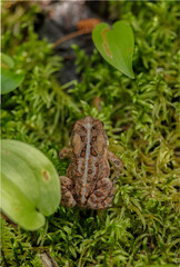 American Toad, Anaxyrus americanus, in moss