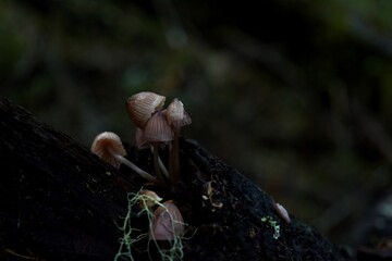 Small Mushrooms Growing on Decaying Woo