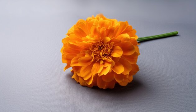 Minimalist design featuring a single marigold paired with elegant typography on a clean background — a refined, symbolic composition perfect for cultural, festive, or modern branding themes.
