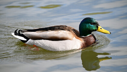 a beautiful mallard on a lake