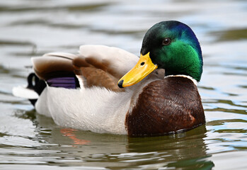 Obraz premium a beautiful mallard on a lake