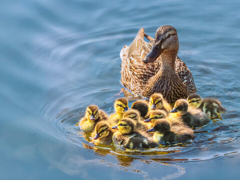 female mallard duck with ducklings swimming on  lake surface ( Anas platyrhynchos )