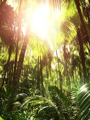 Naklejka premium Sun shines brightly through dense green tropical forest canopy