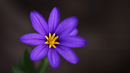 blue flower with a yellow center