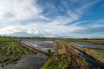 Beautiful rice field view, expanse of rice fields with a background of mountains and clouds