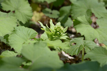 フキノトウ　山菜