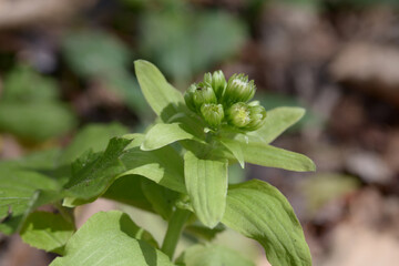 フキノトウ　山菜