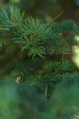 Close-up Photograph of Evergreen Tree Branches