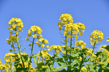 菜の花