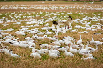 Thousands of Snow geese migrate to the Skagit Valley of western Washington state. The arrival of the snow geese in Washington is a much-anticipated event, and has been for decades.