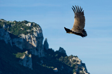 vulture in flight, Griffon Vulture (Gips fulvus) State Forest of Prigionette, Capo Caccia, Alghero, Sardinia