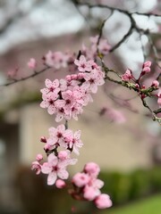 Obraz premium cherry blossom in spring