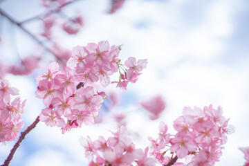 Obraz premium 光に透ける河津桜