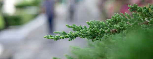 Close up photo of juniper pine tops for background.