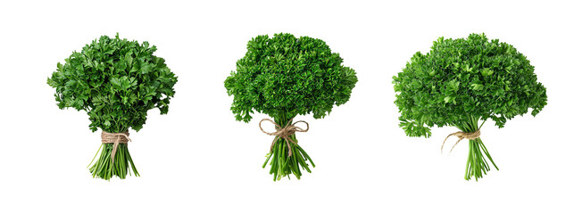 Fresh Bunches of Green Herbs with Natural Ties on White Background