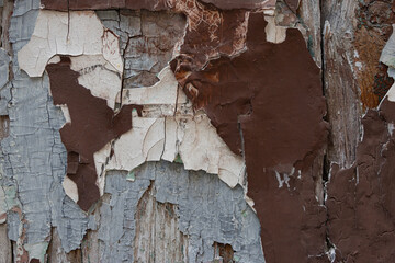 Vintage textured background, layers of weathered paint on old wood