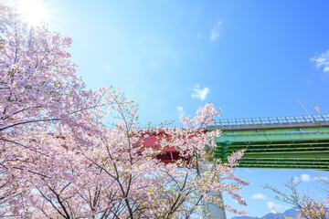 神戸市の灘浜緑地公園の河津桜と海