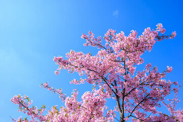 早咲きのピンク色の河津桜が満開　神戸市灘区で撮影