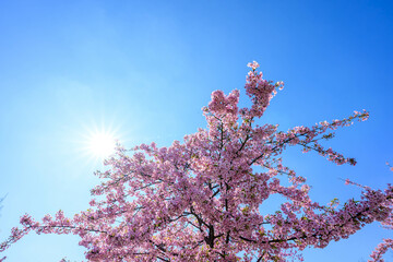 早咲きのピンク色の河津桜が満開　神戸市灘区で撮影