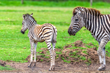 Naklejka premium Plains Zebra mare and foal