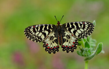 zerynthia polyxena  1309