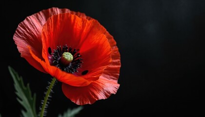Red poppy flower on black background. Single blossom, close-up, nature concept. Bright red petals, black stamens. Summer garden, spring bloom, flora, floral design, macro.
