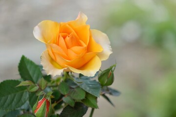 黄色の薔薇