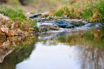alligator in a pond