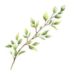 Fototapeta premium PNG Branch watercolor design plant.